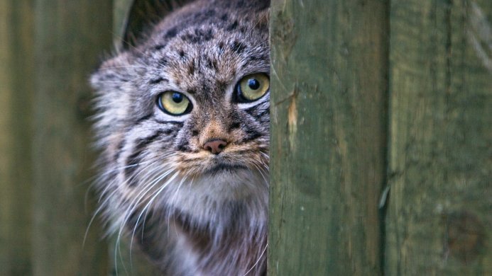 Pallas's cat peeking out from behind a wooden fence