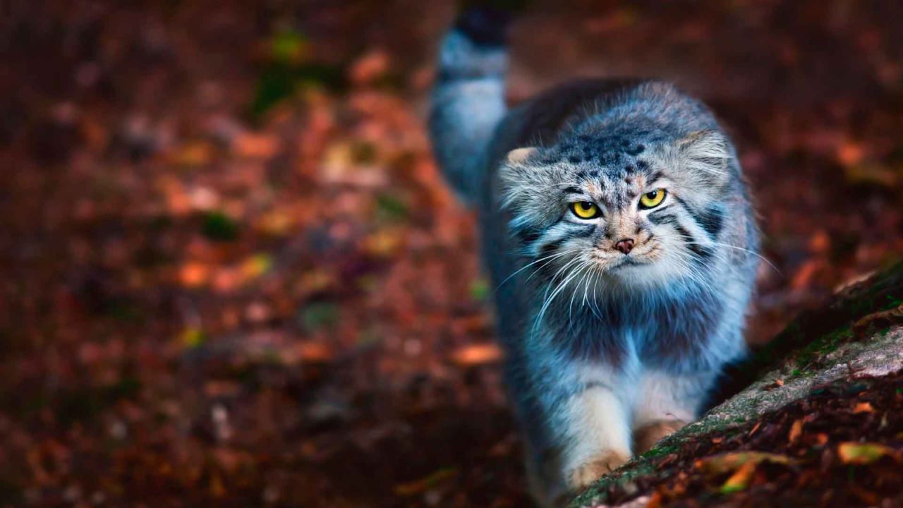 Pallas's cat looking at the camera