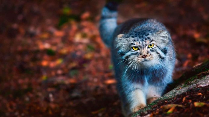 Pallas's cat with yellow eyes walking in the forest