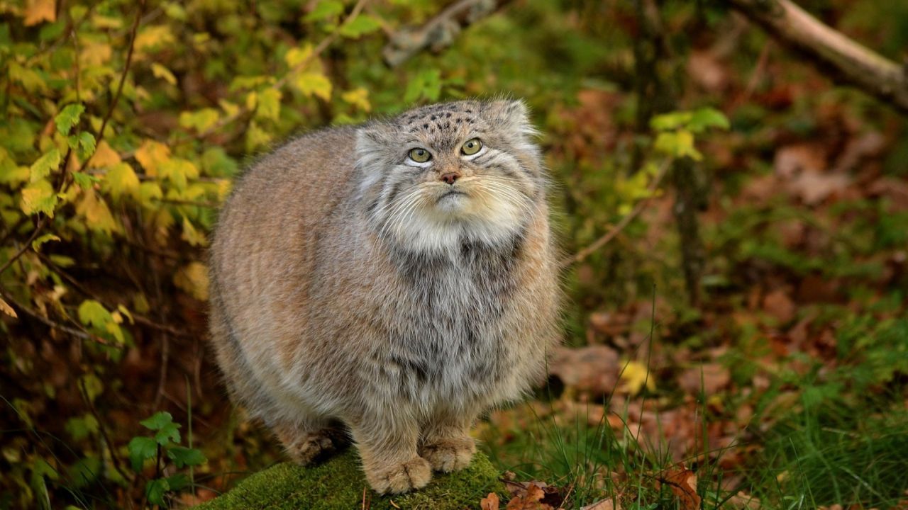 Pallas's Cat on moss in autumn forest