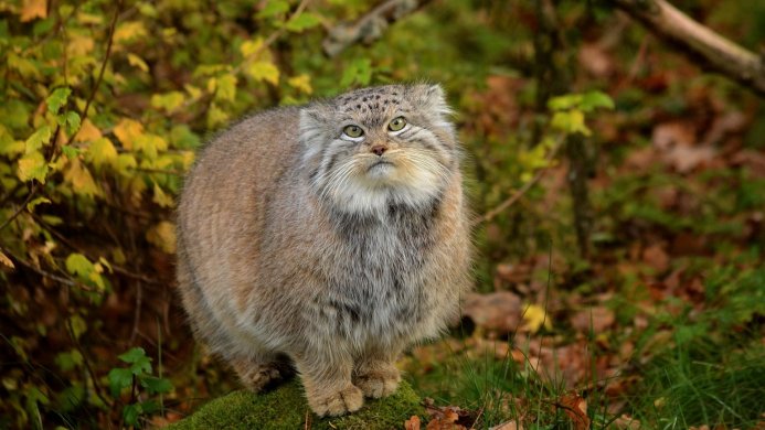 A Pallas's cat sits on a mossy rock in the forest, looking up