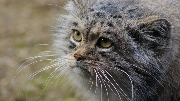 Close-up portrait of a Pallas's cat with yellow eyes and long white whiskers