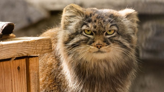 Close-up of a Pallas's cat with yellow eyes