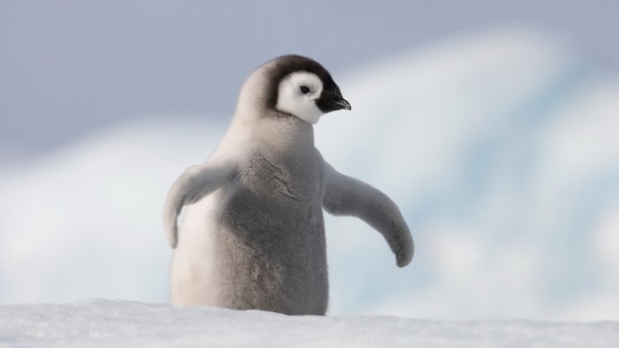 A fluffy gray and white penguin chick stands on the snow with a blurred, icy background