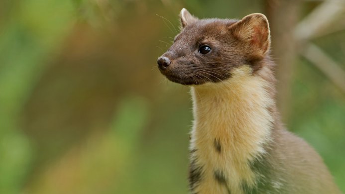 Close-up of a pine marten with brown and cream fur, looking to the left