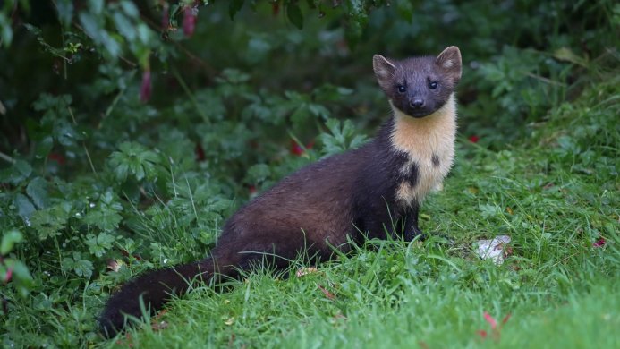 A pine marten sitting in a green forest