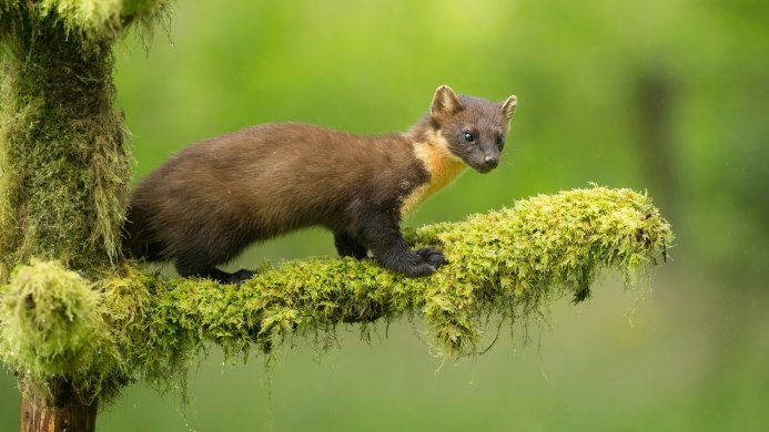 A pine marten standing on a mossy branch against a blurred green background