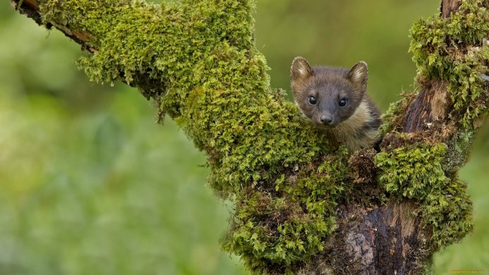 Pine Marten looking out from a mossy tree branch