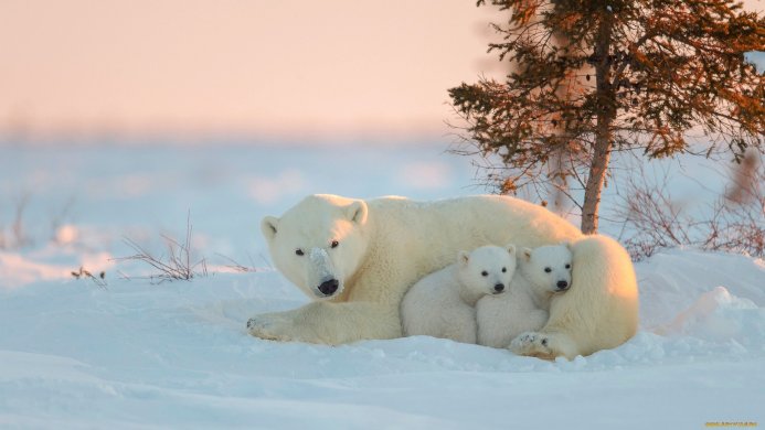 A polar bear with her two cubs resting in the snow near a small tree