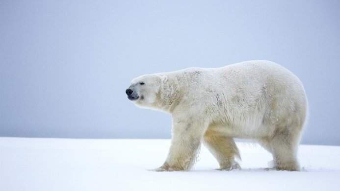 A polar bear walks across a snowy landscape under a pale blue sky