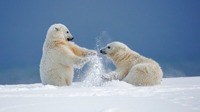 Two polar bears playing in the snow against a blue background
