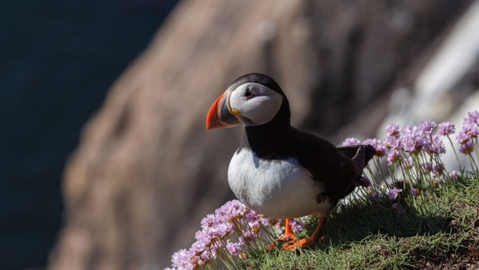 Puffin standing on a grassy cliff with pink flowers