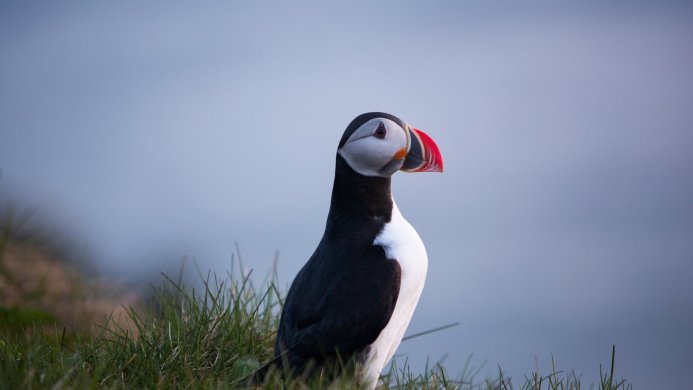 A puffin bird with its distinctive colorful beak stands on grassy land