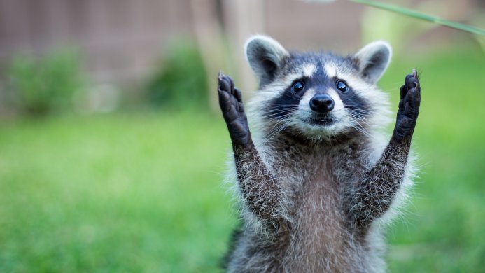 Raccoon standing on hind legs with paws raised in front of a green background