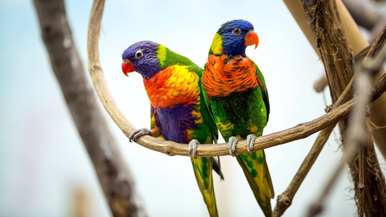 Two colorful rainbow lorikeet parrots on a branch