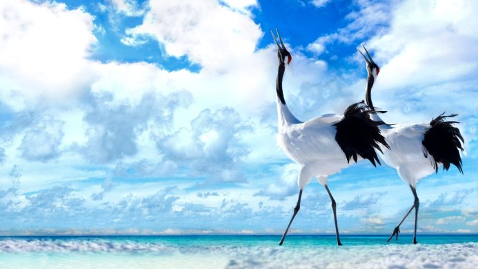Two red-crowned cranes standing on a beach with a cloudy sky background
