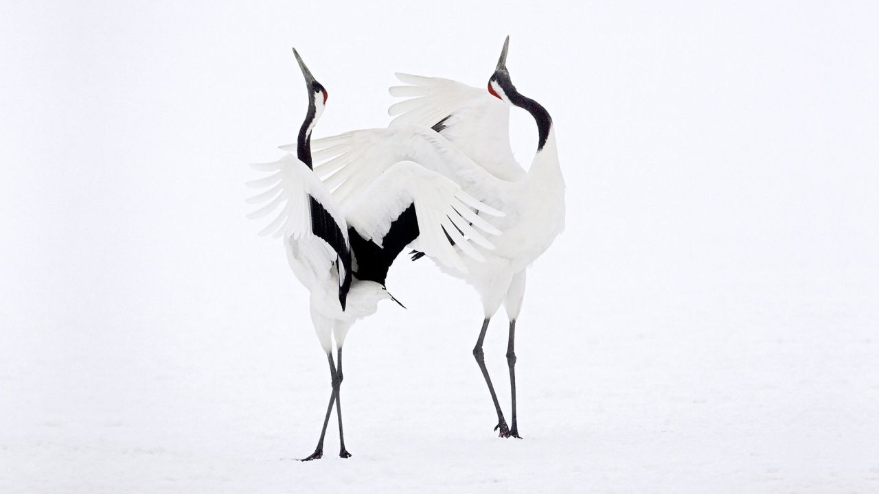 Two red crowned cranes dancing in snow