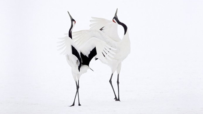 Two red-crowned cranes with black and white plumage standing in the snow, one with wings outstretched