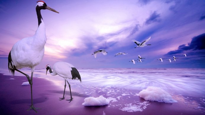 A group of red-crowned cranes on a purple beach with a cloudy sky