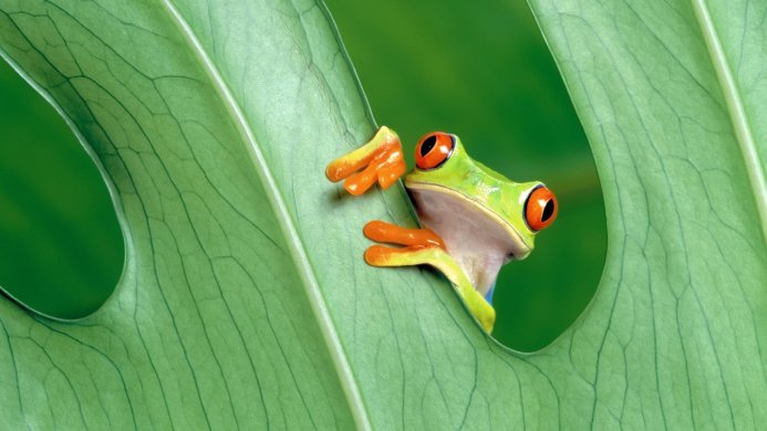 A red-eyed tree frog peeks out from behind a large green leaf