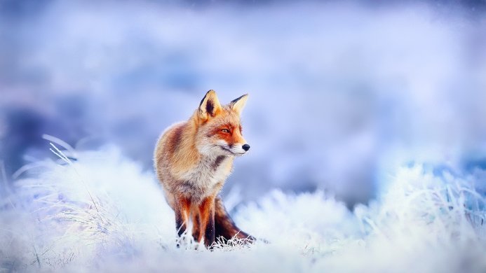 A red fox standing in a frosty, white field with a blurred blue background