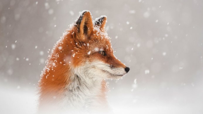 A red fox in the snow with snowflakes on its fur looking right