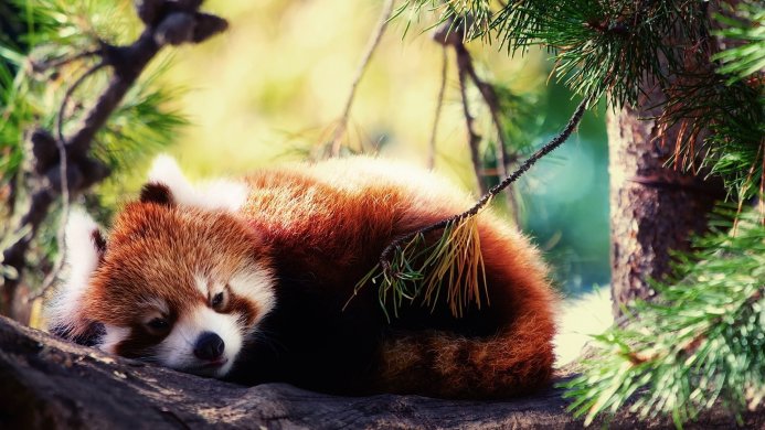 Red panda sleeping on a tree branch in a forest setting