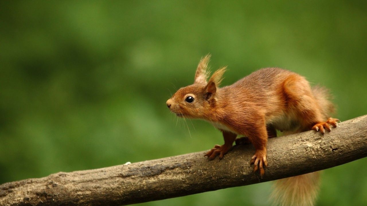 Red squirrel on a branch with green background