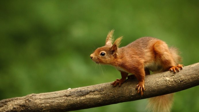 Red squirrel perched on a branch against a green background