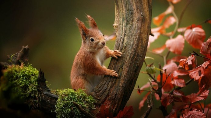 A red squirrel clinging to a tree trunk surrounded by moss and autumn leaves