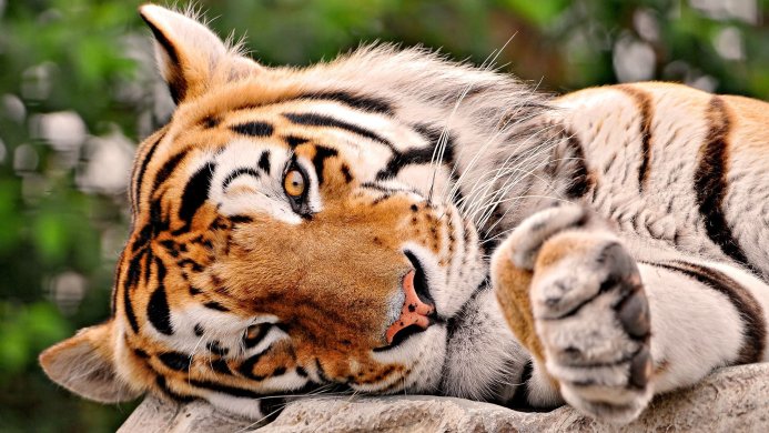 A tiger resting its head on a rock with a blurred green background