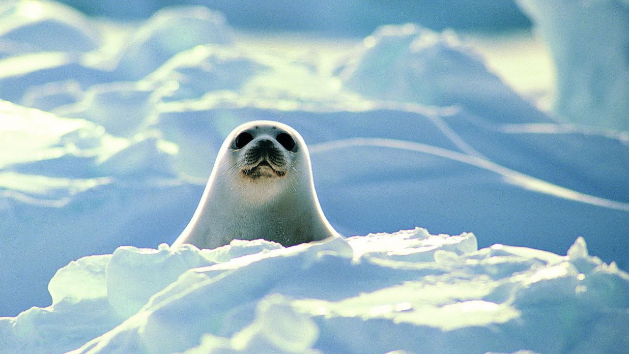 Seal looking from ice in arctic landscape