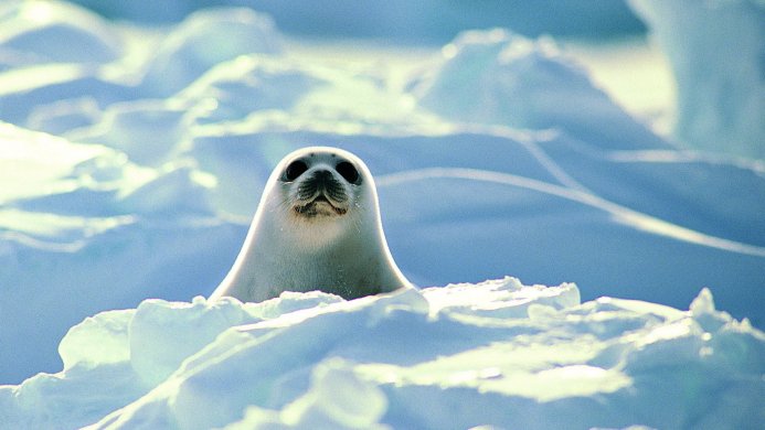 Seal emerging from icy landscape in the arctic