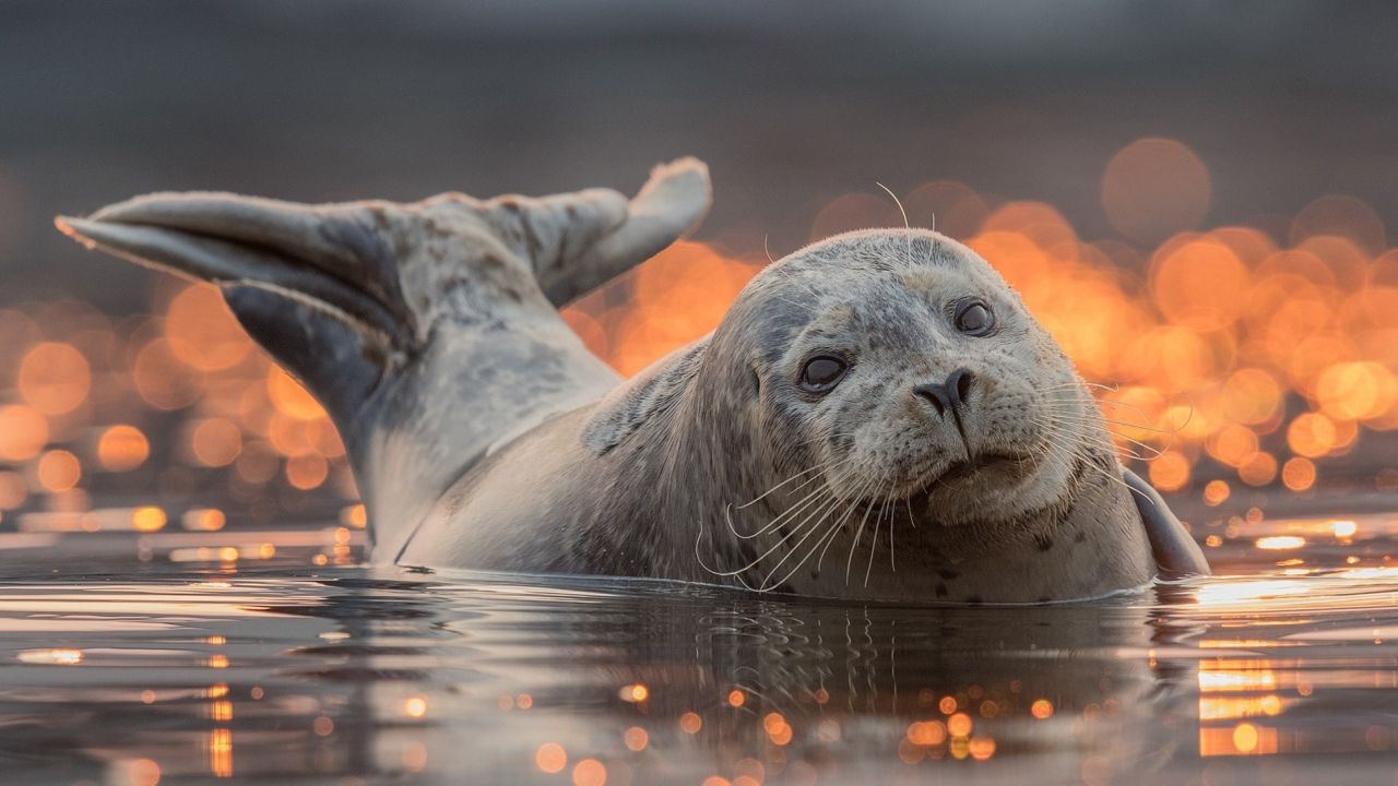 Seal in water during golden hour with bokeh
