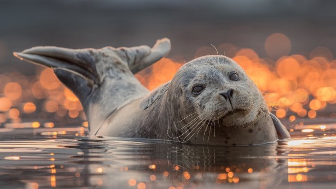 A seal partially submerged in water, gazing forward with a blurred, bokeh background