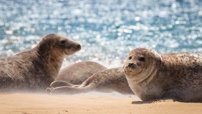 Three seals resting on a sandy beach near the ocean water