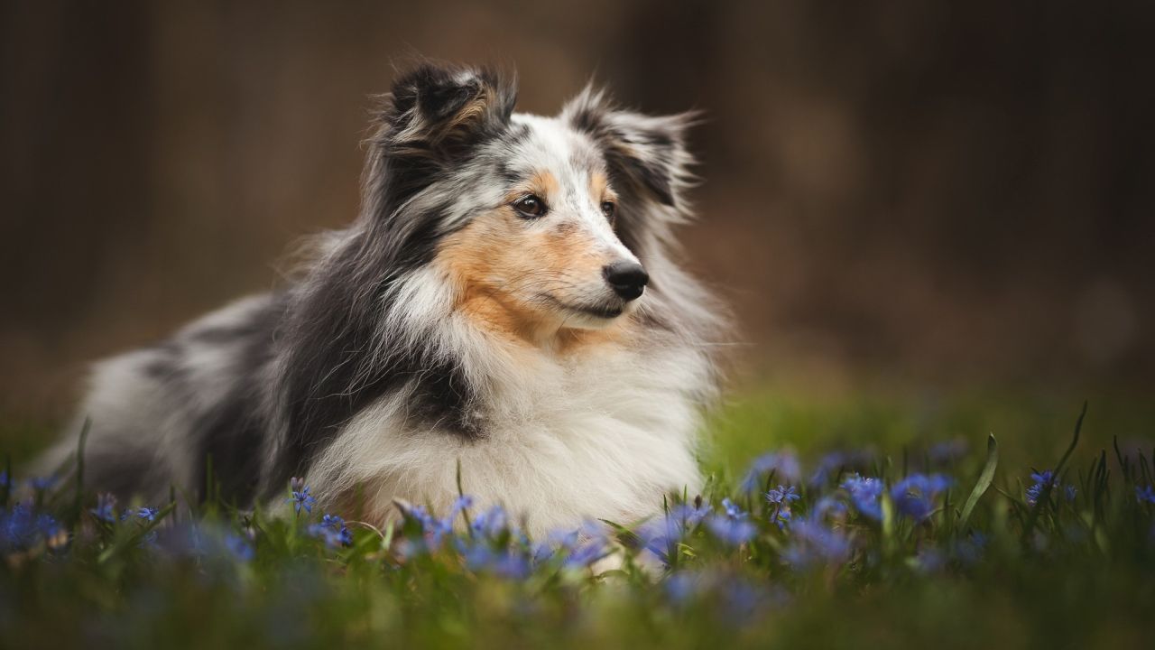 Sheltie dog lying in grass with blue flowers