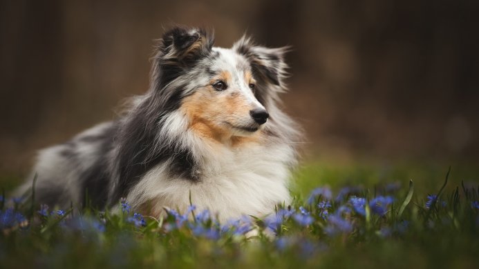 Shetland Sheepdog lying in a field of blue flowers