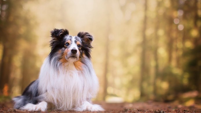 A Shetland Sheepdog with blue eyes lying in a forest