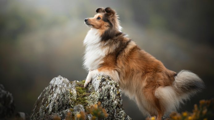 A Shetland Sheepdog standing on a mossy rock, looking off into the distance