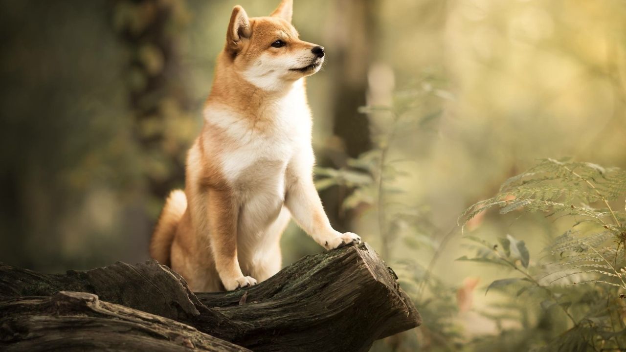 Shiba Inu dog sitting on log in forest