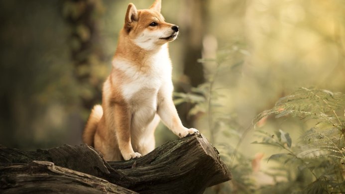 Shiba Inu dog sitting on a log in the forest, looking attentively to the side