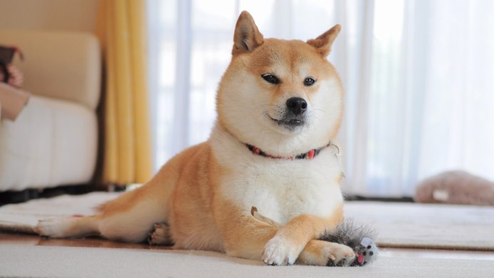 A Shiba Inu dog lying on a carpet in a well-lit room