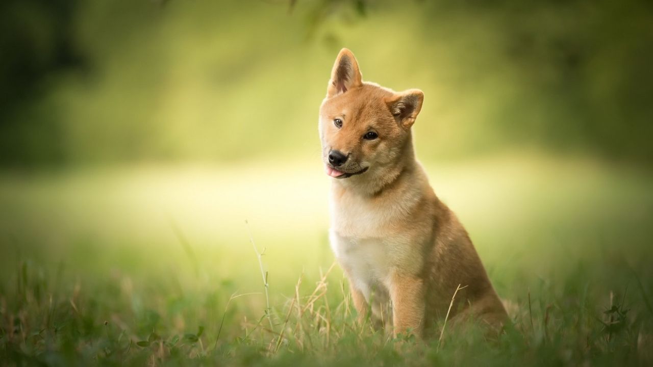 Shiba Inu puppy sitting in green grass