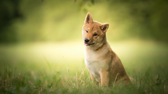 A Shiba Inu puppy sitting in green grass with its tongue slightly out