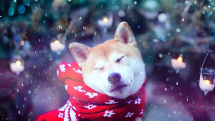 Shiba Inu wearing a red scarf, eyes closed, with a winter background