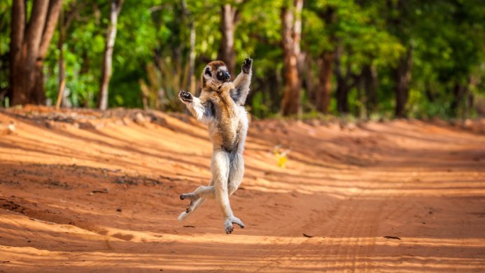 Sifaka lemur dancing on a dirt road in Madagascar with trees in the background