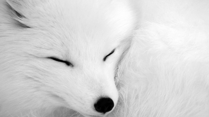 Close-up of a sleeping arctic fox with white fur and closed eyes