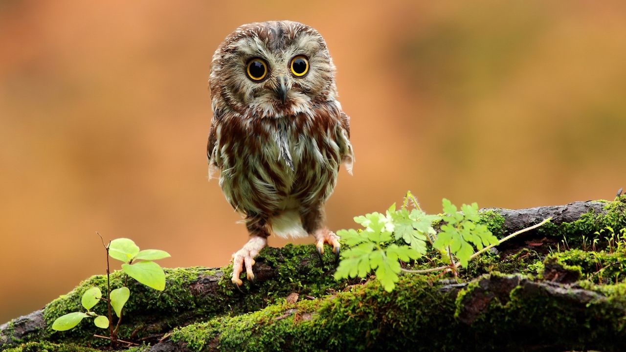 Small owl perched on mossy branch looking forward