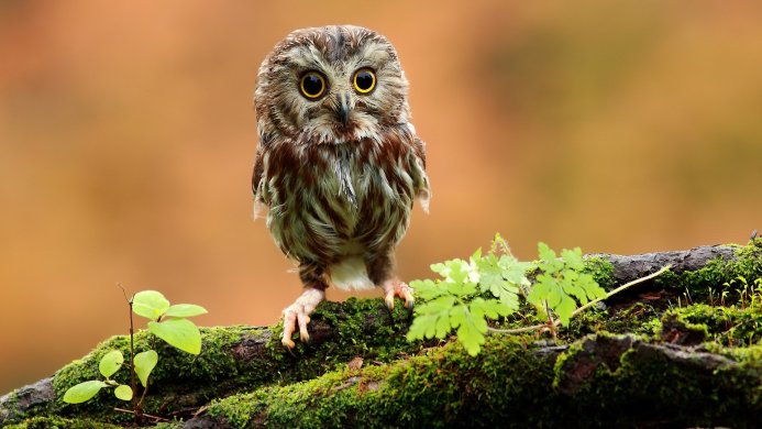 A small owl perched on a mossy branch with green leaves, staring directly at the viewer
